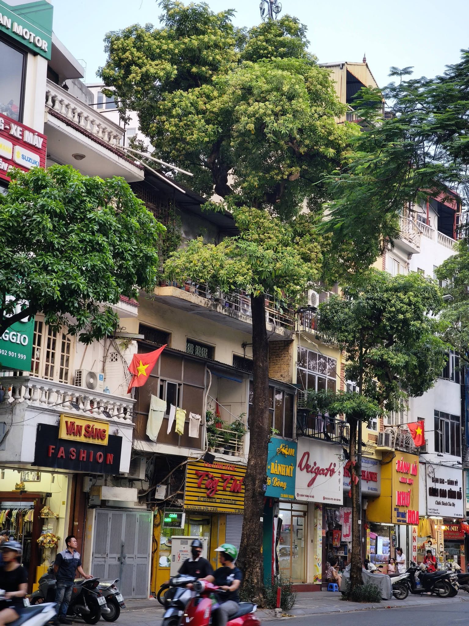 Những tuyến phố nhiều hoa sữa nhất Hà Nội: Cùng một đoạn đường người đứng lại hít hà, người đeo 2 lớp khẩu trang phóng cho nhanh