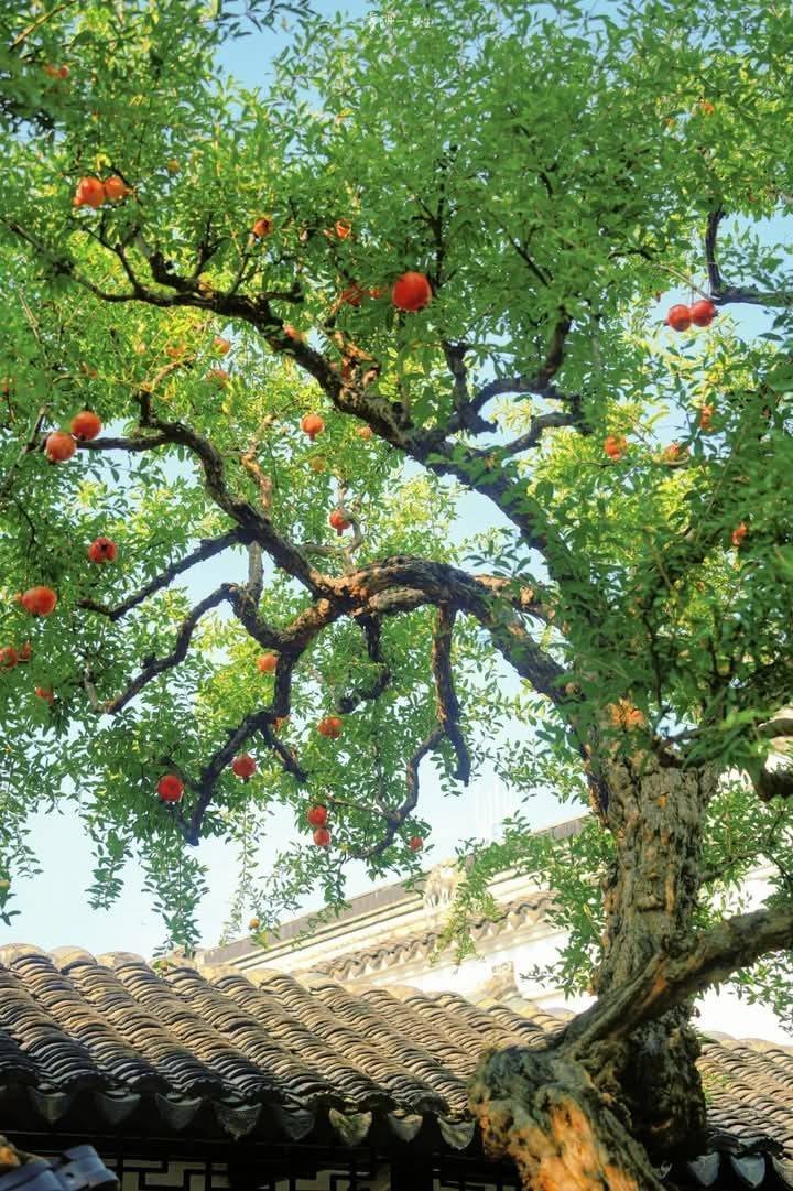 Người xưa quý 5 loại cây này hơn vàng: Trồng trong nhà vừa đẹp, vừa gửi gắm mong cầu phú quý