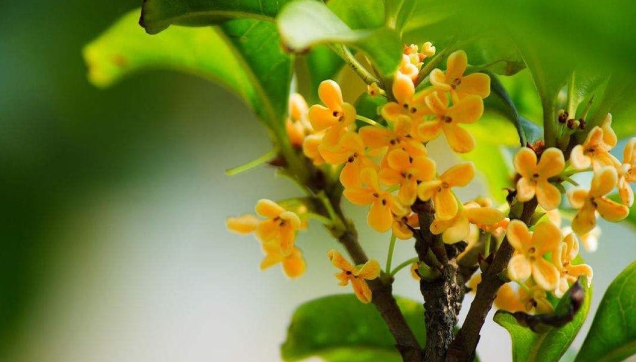 Người xưa quý 5 loại cây này hơn vàng: Trồng trong nhà vừa đẹp, vừa gửi gắm mong cầu phú quý