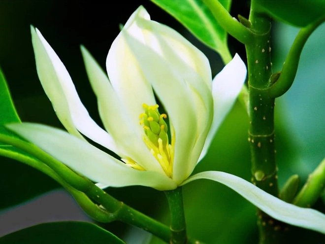 Người xưa quý 5 loại cây này hơn vàng: Trồng trong nhà vừa đẹp, vừa gửi gắm mong cầu phú quý
