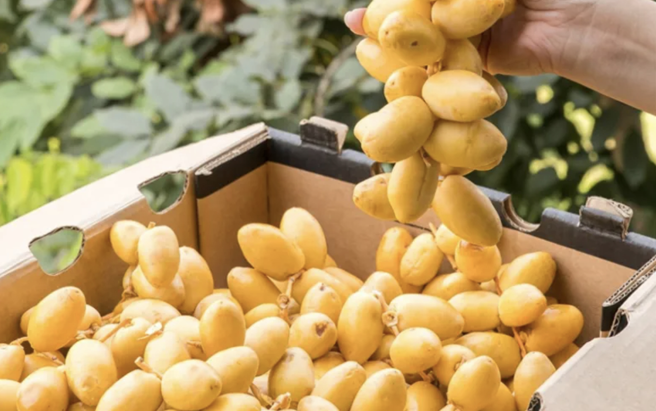 Quả chà là tươi