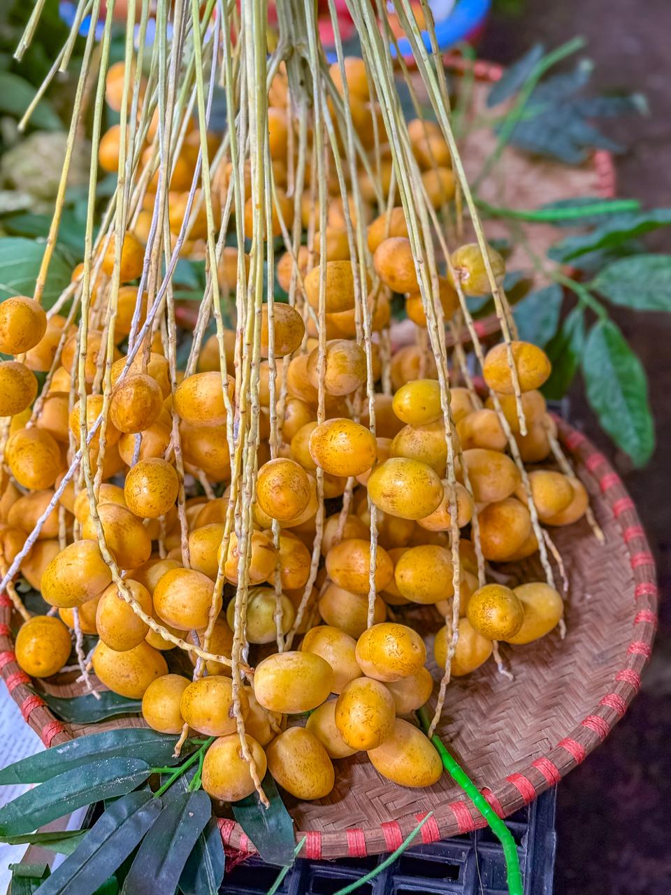 Việt Nam đã trồng được loại quả bé xíu có cách ăn kỳ lạ: Được đồn “cắn dọc thì ngọt, cắn ngang lại chát đến nhăn mặt”