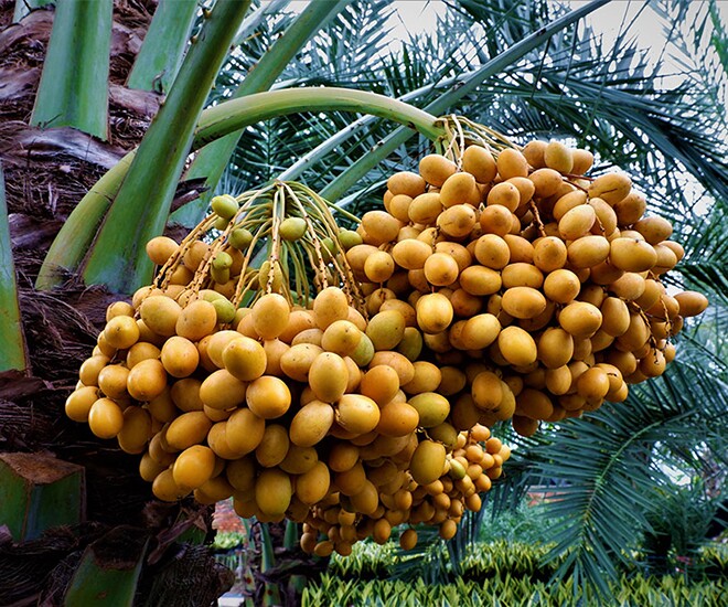 Việt Nam đã trồng được loại quả bé xíu có cách ăn kỳ lạ: Được đồn “cắn dọc thì ngọt, cắn ngang lại chát đến nhăn mặt”