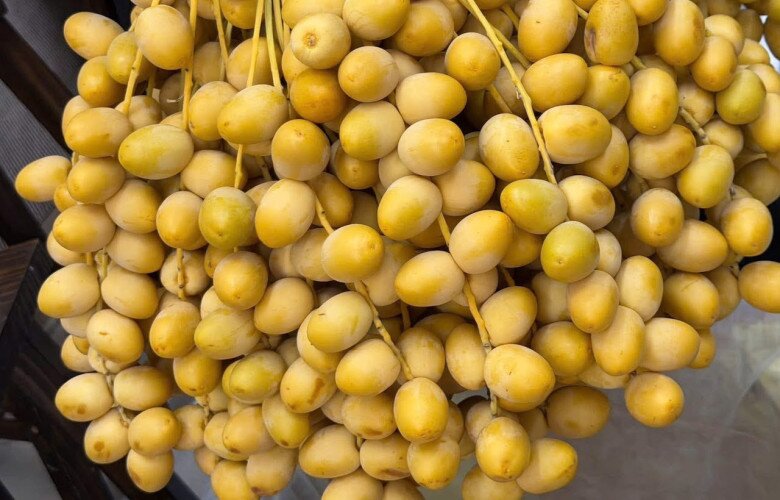 Việt Nam đã trồng được loại quả bé xíu có cách ăn kỳ lạ: Được đồn “cắn dọc thì ngọt, cắn ngang lại chát đến nhăn mặt”