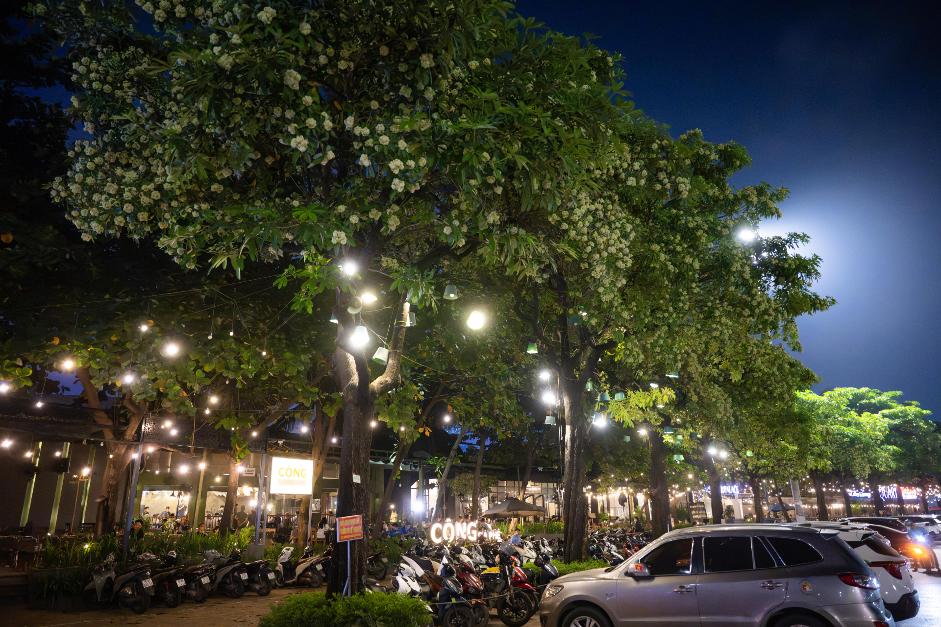 Những ngày giữa tháng 10, hoa sữa đang vào mùa nở rộ trên nhiều tuyến phố Hà Nội.