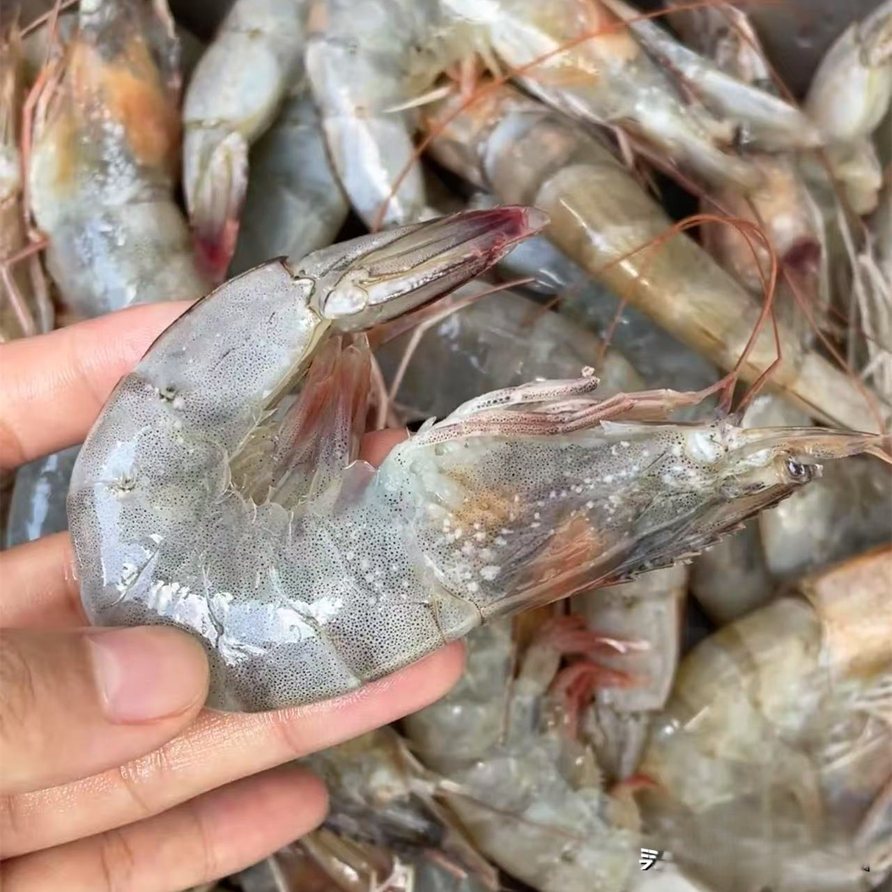 Mua tôm thấy 4 loại như này thì nhớ quay lưng mà đi, nhiều người bán hàng thậm chí còn không dám ăn