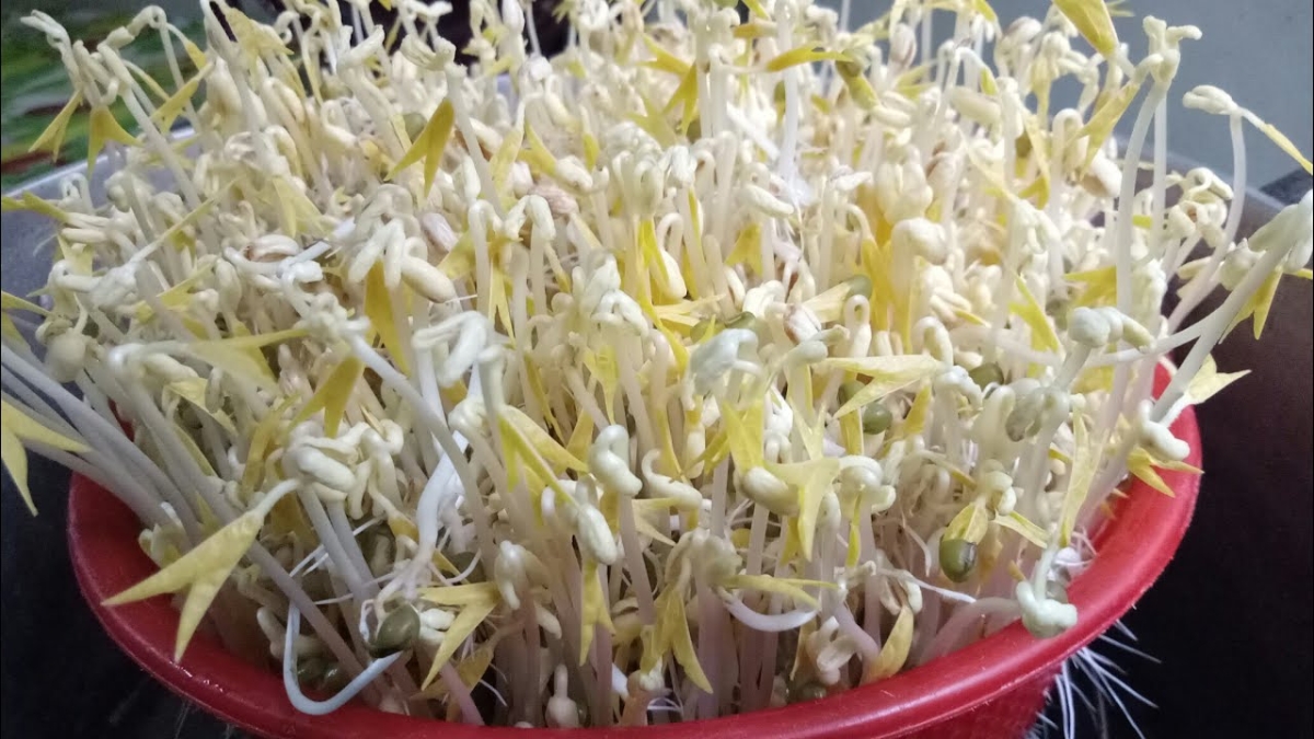 Giá đỗ không rõ nguồn gốc, ngoại hình đẹp bất thường tiềm ẩn nhiều rủi ro sức khỏe (Ảnh minh họa)