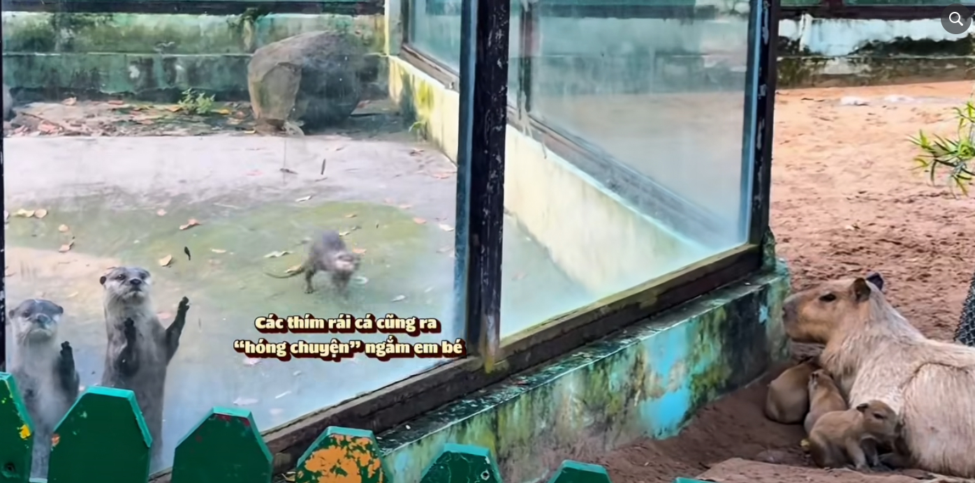 Thảo Cầm Viên vừa tuyển thêm 3 nhân sự mới, tên lần lượt là Anh, Yêu và Em