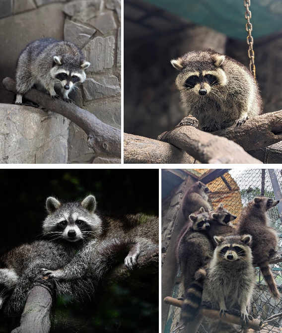 Nguồn: Thảo Cầm Viên - Sài gòn Zoo & Botanical Gardens