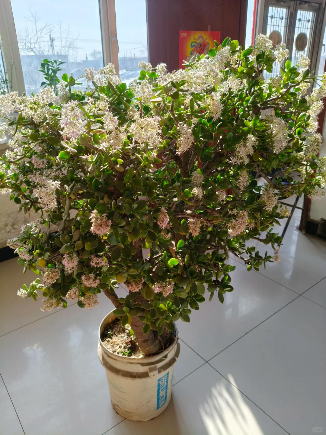 Dụi mắt 1000 lần khi thấy 5 cây này bỗng trổ hoa: Cảnh hiếm cả đời chưa chắc gặp một lần, cả nhà vui như đón lộc trời ban