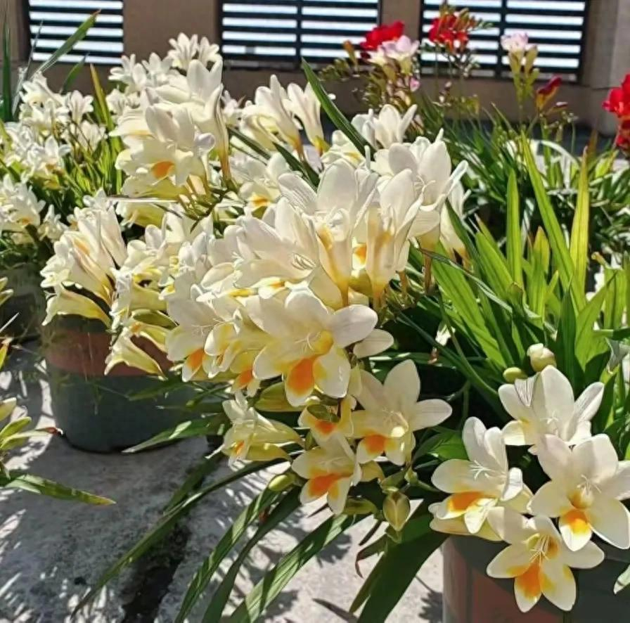 5 loài hoa cứ bung nở là cả căn nhà như được ướp hương, thơm đến mức hàng xóm đi ngang phải chạy vào hỏi xin một nhánh