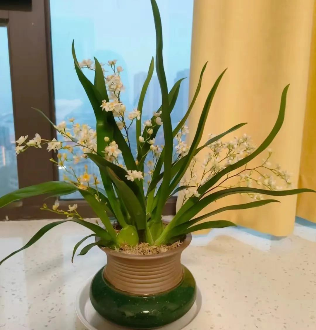 5 loài hoa cứ bung nở là cả căn nhà như được ướp hương, thơm đến mức hàng xóm đi ngang phải chạy vào hỏi xin một nhánh