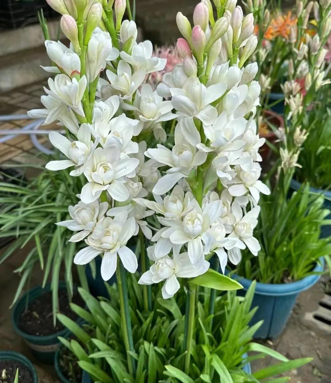 5 loài hoa cứ bung nở là cả căn nhà như được ướp hương, thơm đến mức hàng xóm đi ngang phải chạy vào hỏi xin một nhánh