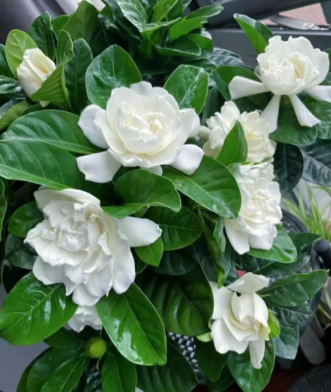5 loài hoa cứ bung nở là cả căn nhà như được ướp hương, thơm đến mức hàng xóm đi ngang phải chạy vào hỏi xin một nhánh