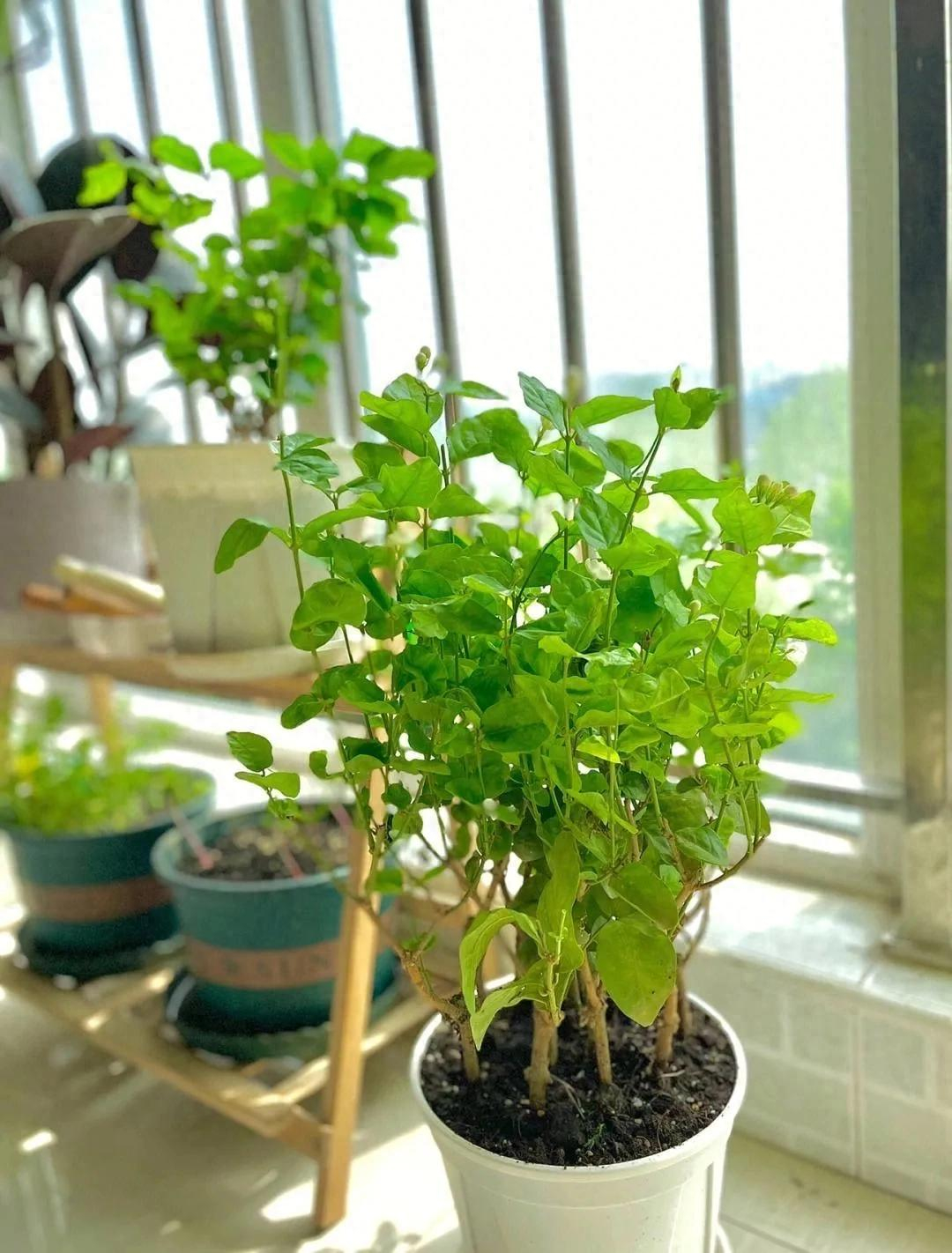 5 cây ác bước vào nhà, ông bà nhìn thấy muốn TIỄN ĐI NGAY: Phúc chưa kịp đến, họa đã chực chờ