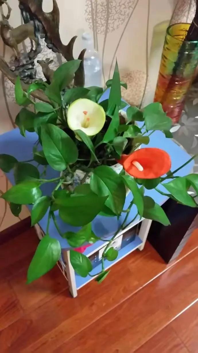 5 cây ác bước vào nhà, ông bà nhìn thấy muốn TIỄN ĐI NGAY: Phúc chưa kịp đến, họa đã chực chờ