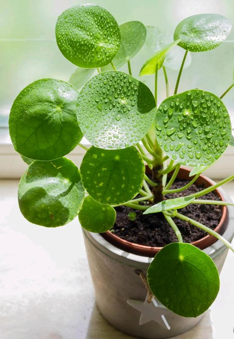 Lạ đời 4 cây người trồng chỉ ước
