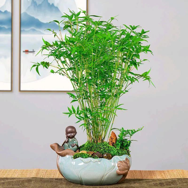 Lạ đời 4 cây người trồng chỉ ước