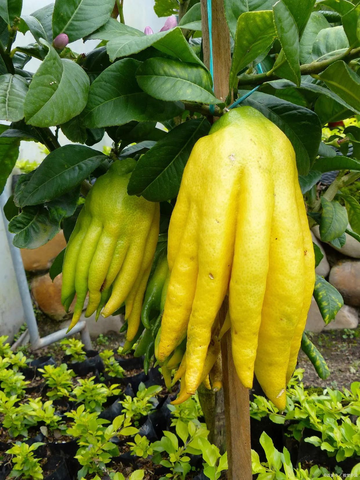 5 cây người ngửi thì khoái, muỗi ngửi lại như bị thôi miên, đang vo ve cũng phải đổi hướng chạy