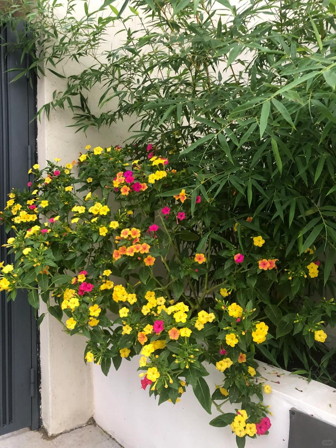 Giữa đất nước 1,4 tỷ dân, một cụ ông bỗng nổi tiếng vì hành động lãng mạn hơn khối chàng trai trẻ