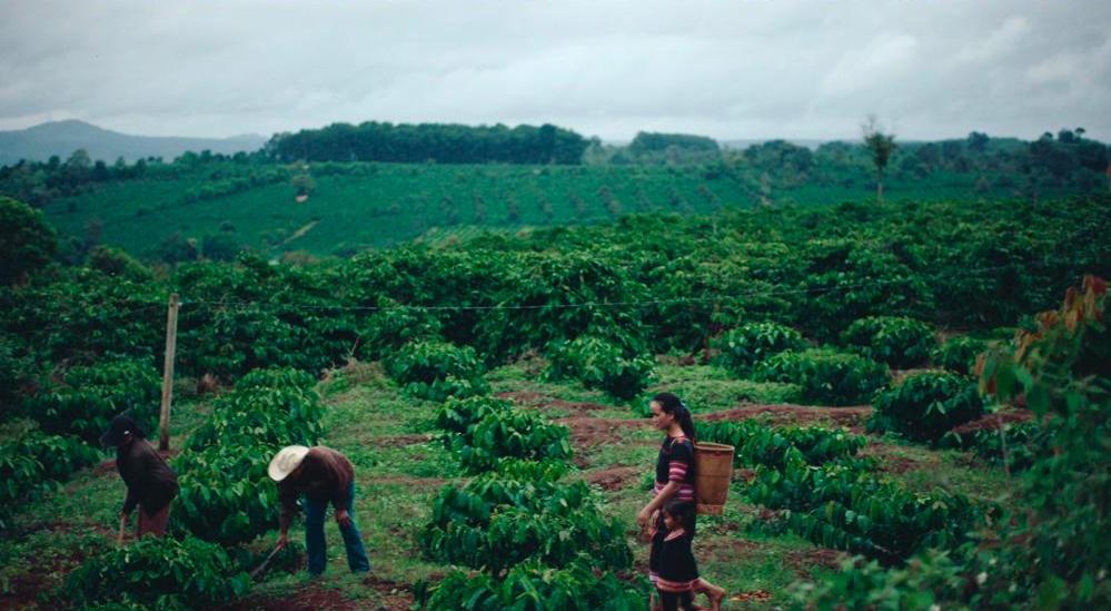 Một trong những khung cảnh đáng nhớ nhất trong MV là rẫy cà phê Ia Ly.