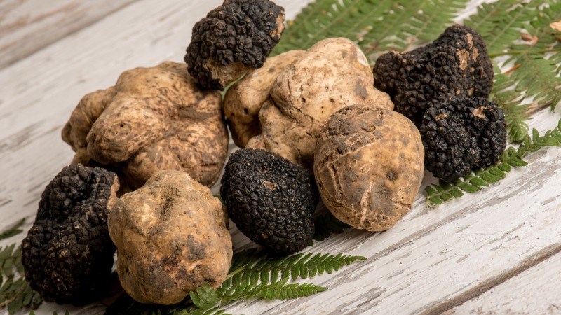 Ngoài giá trị ẩm thực, nấm truffle mang lại nhiều lợi ích sức khỏe