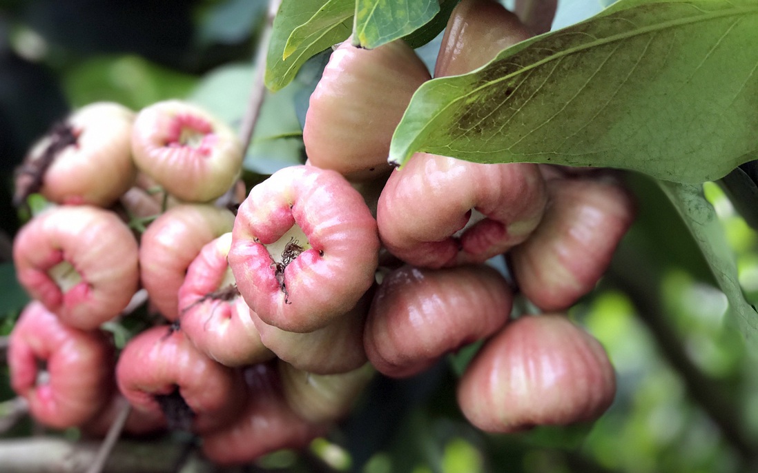 Không ai nghĩ tới khi giảm cân: Loại quả Việt bán đầy chợ này lại giúp ăn vặt mà không sợ béo