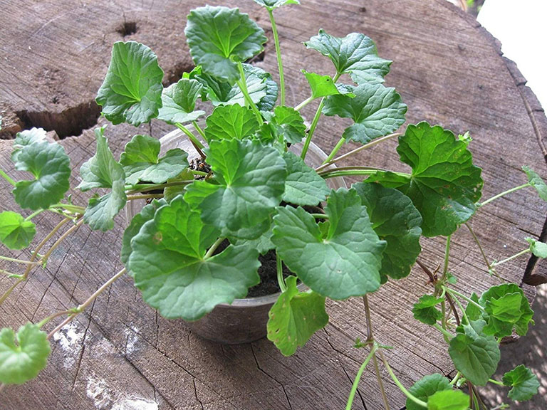 Việt Nam có loại rau dại quý giá, vừa thanh nhiệt vừa giải độc nhưng lãng phí vì nhiều người không biết ăn