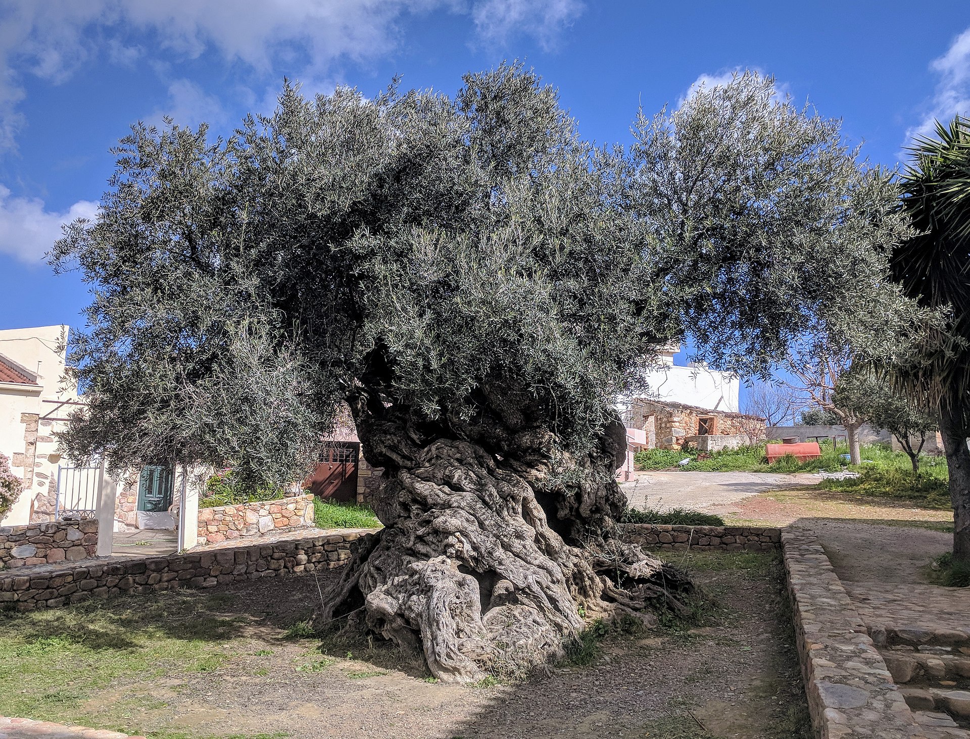 Cây olive vùng Vugves, Hy Lạp, là một trong những cây olive cổ thụ cao tuổi nhất trên thế giới với hơn 2000 tuổi, và tới ngày nay vẫn cho ra quả - Ảnh: Eric Nagle/Cấp quyền theo CC BY-SA 4.0.