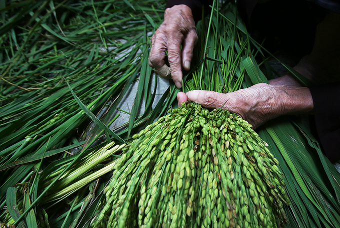 Lúa sau khi thu hoạch cần được sàng lọc, tước bỏ lá và bông, bó thành từng bó chờ mang đi tuốt hạt (Ảnh hafoodtours)