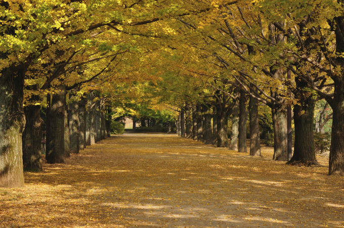 Những điểm đến mùa thu đẹp như trong cổ tích tại Nhật Bản