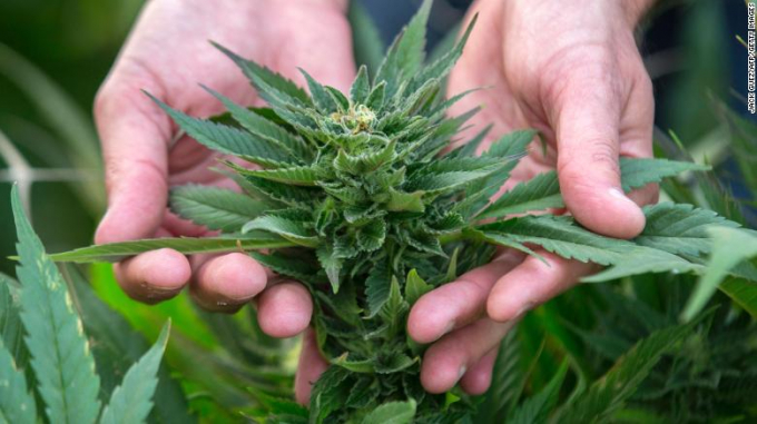Cây gai dầu, một họ cây Cannabis đang bị hiểu nhầm vì thành phần chứa chất kích thích của nỏ