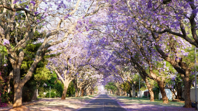Từ tháng 9 đến tháng 11, thành phố Pretoria bao phủ bởi sắc tím của những cây hoa Jacaranda chạy dọc hai bên đường. Khu phố Herbert Baker nổi bật với hơn 100 hàng Jacaranda hoa trắng (Ảnh: CNN)
