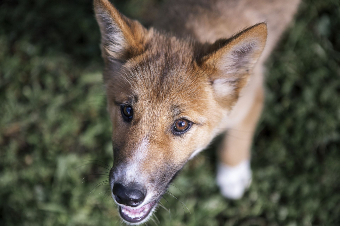 Ảnh: Shari Trimble/Australian Dingo Foundation