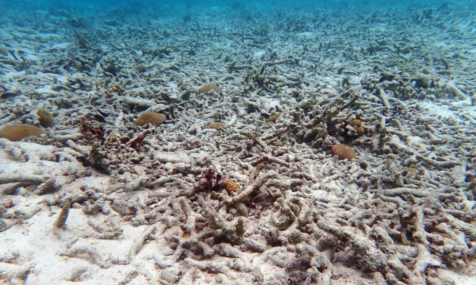 Sự gia tăng nhiệt độ ở đại dương khiến san hô ở nhiều khu vực biển chết dần (Ảnh: Carl Court/Getty Images).
