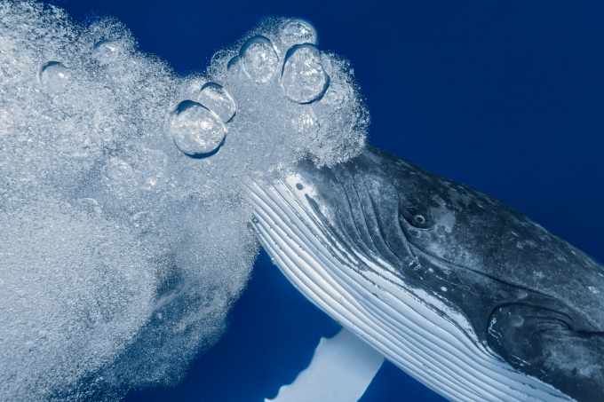Bức ảnh Á quân hạng mục này là ảnh một chú cá voi đang thở của Paolo Isgro.