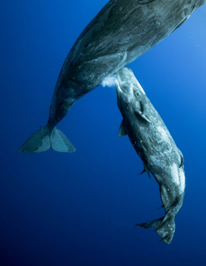 Ở hạng mục thế giới dưới nước, chiến thắng thuộc về bức “Sữa cá voi” của nhiếp ảnh gia Mike Korostelev.