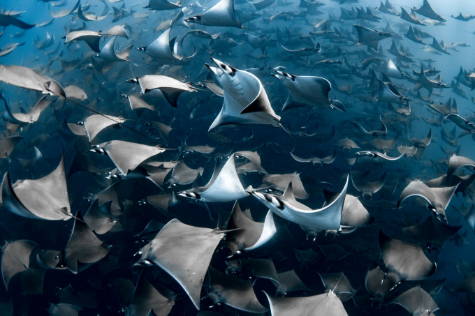 Bức hình chiến thắng Giải Nhiếp ảnh đại dương thuộc về nhiếp ảnh gia Nadia Aly.