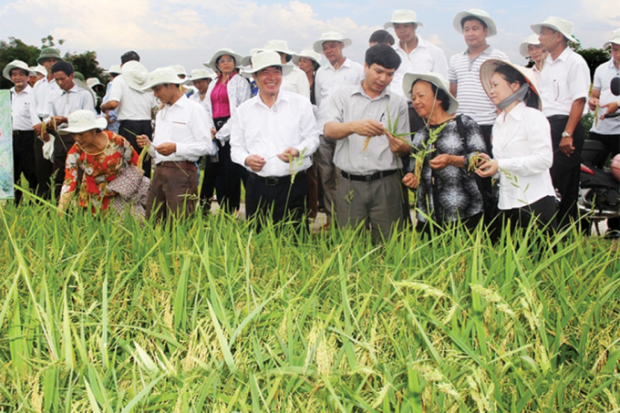 PGS.TS Nguyễn Thị Trâm (hàng đầu, thứ hai từ phải sang) giới thiệu giống lúa do bà và các cộng sự nghiên cứu (Ảnh: TL).