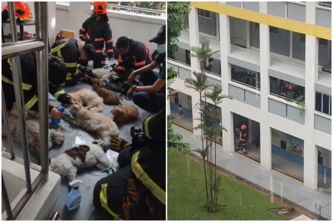 Nhân viên cứu hỏa chăm sóc y tế cho những con mèo trong một căn hộ tại đường Fajar Road, Singapore (Ảnh: Straits Times).