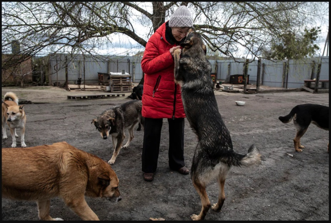 Những chú chó vây quanh chào đón bà Serpinska khi bà đến trạm. (Ảnh: internet).