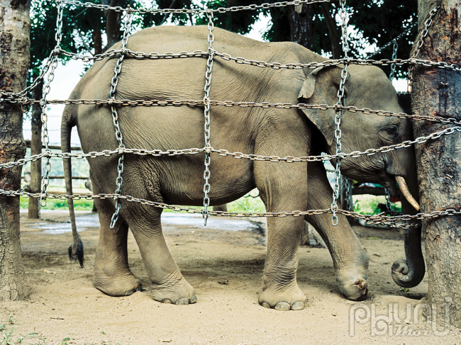 Voi Jun (5 tuổi) được Trung tâm Bảo tồn voi Đăk Lawk cứu khi mắc bẫy trong rừng.