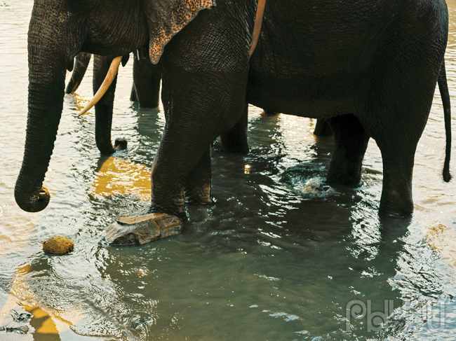 Hoạt động cưỡi voi gây nhiều tác hại nghiêm trọng về tâm sinh lý và sức khỏe cho voi.
