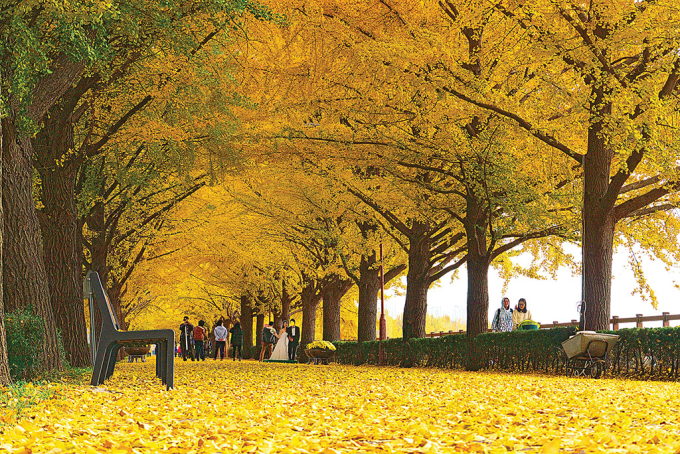Con đường Asan Gingko Tree phủ sắc vàng.