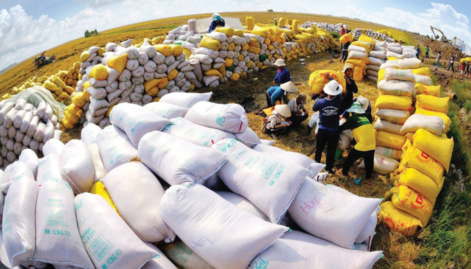 Nâng cao giá trị cho hạt gạo Việt Nam
