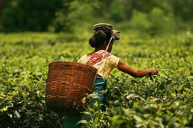 Câu chuyện về cách Ấn Độ trở thành một quốc gia uống trà
