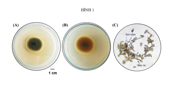Khuẩn lạc của chủng nấm nội sinh DC1 (1A, 1B), chủng nấm DC1 khi quan sát dưới kính hiển vi ở độ khuếch đại 40X (1C)