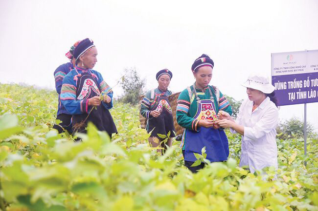 TS Bá Thị Châm tận tình hướng dẫn người dân Lào Cai về phương pháp thu hoạch nguyên liệu đỗ tương sạch đúng cách để đạt chất lượng cao.