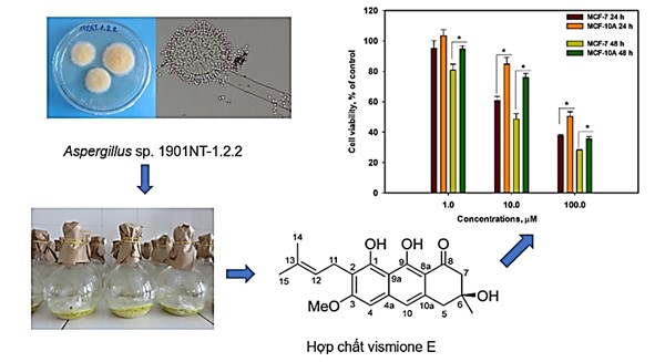 Sơ đồ nghiên cứu thu nhận hợp chất kháng ung thư vismione E từ chủng vi nấm Aspergillus sp. 1901NT-1.2.2