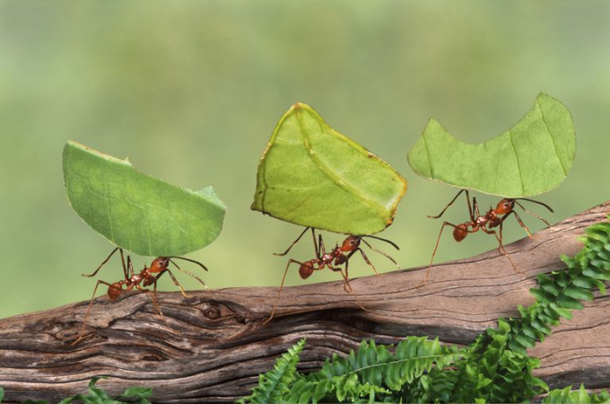 Giải pháp giao thông lấy cảm hứng từ kiến: Hướng đi mới cho đô thị thông minh